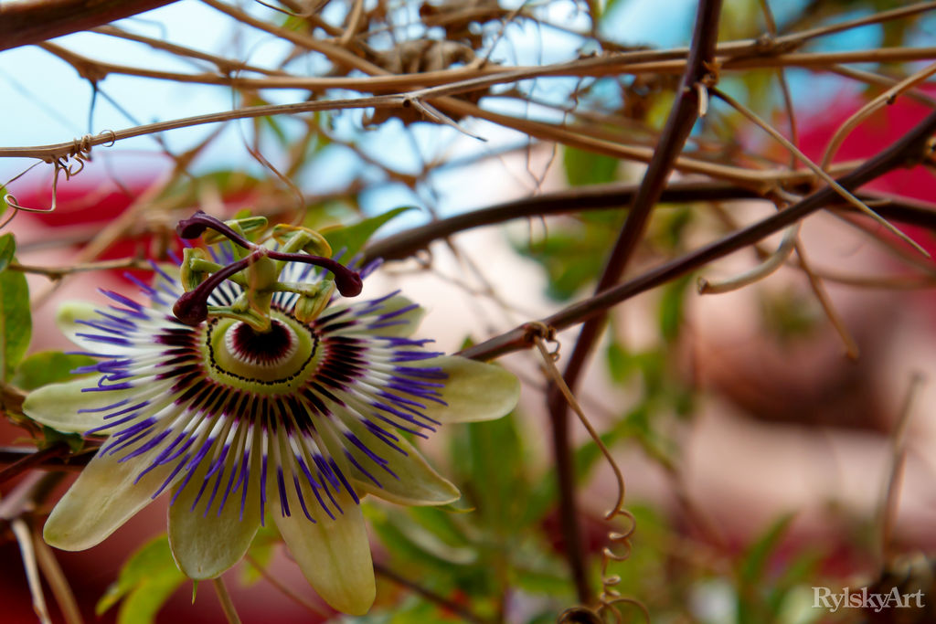 Clarice in Passionflower photo 2 of 17